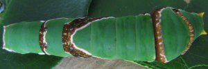 Papilio ambrax egipius - Final Larvae